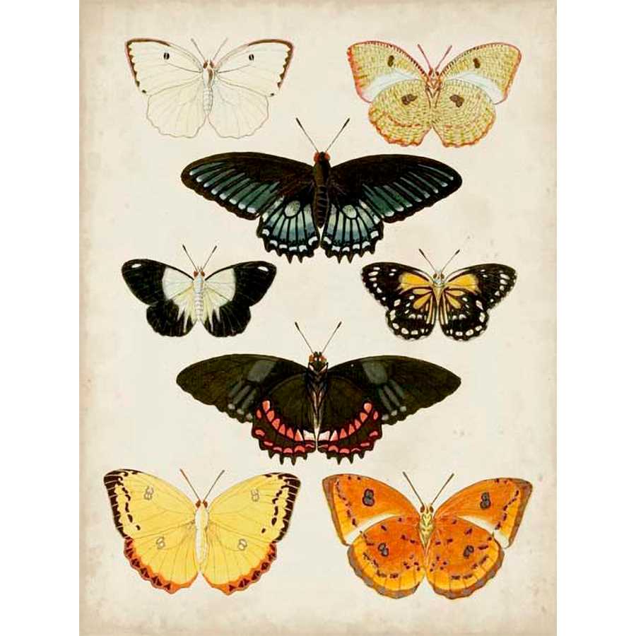 BUTTERFLIES DISPLAYED III by Vision Studio, Item#CG001576C, Matte Canvas, Art, Giclée on Canvas, Vertical, Small